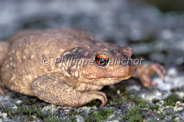 bufo bufo 2.JPG - Crapaud communBufo bufoCommon toadAmphibia, Anura, BufonidaeFrance